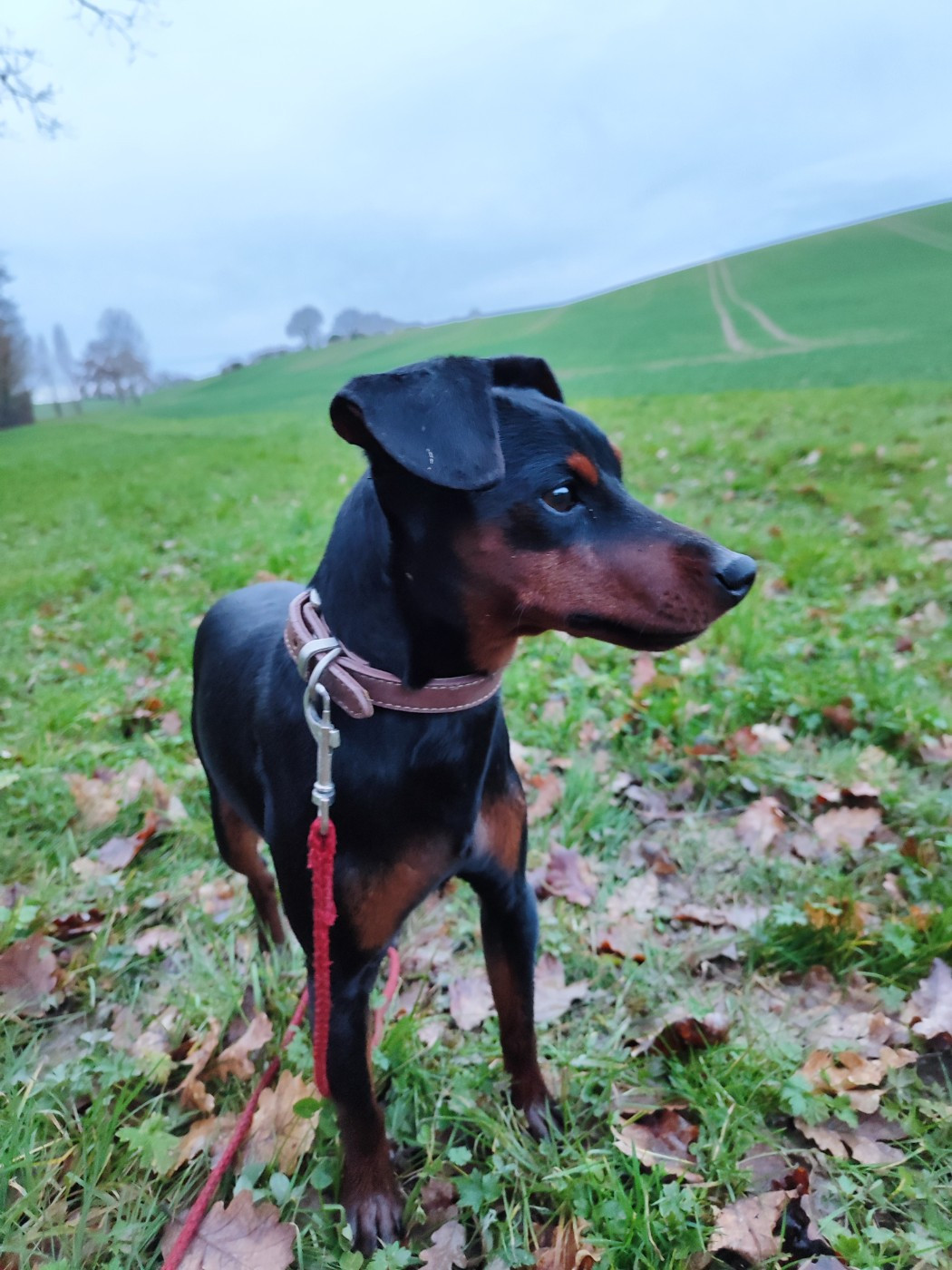 Vti (dit vaillant) (Sans Affixe)