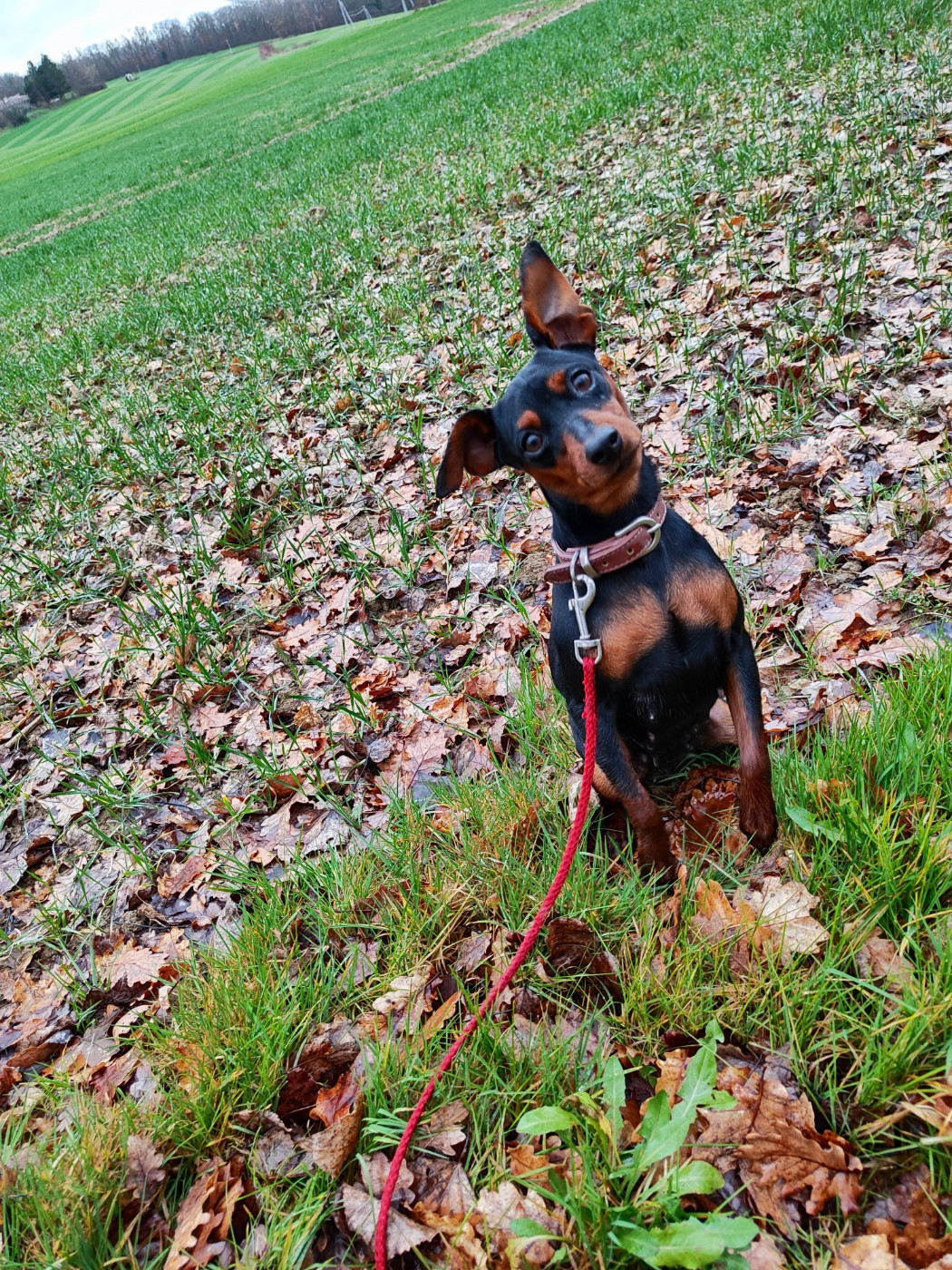 Angel Killer Altesse