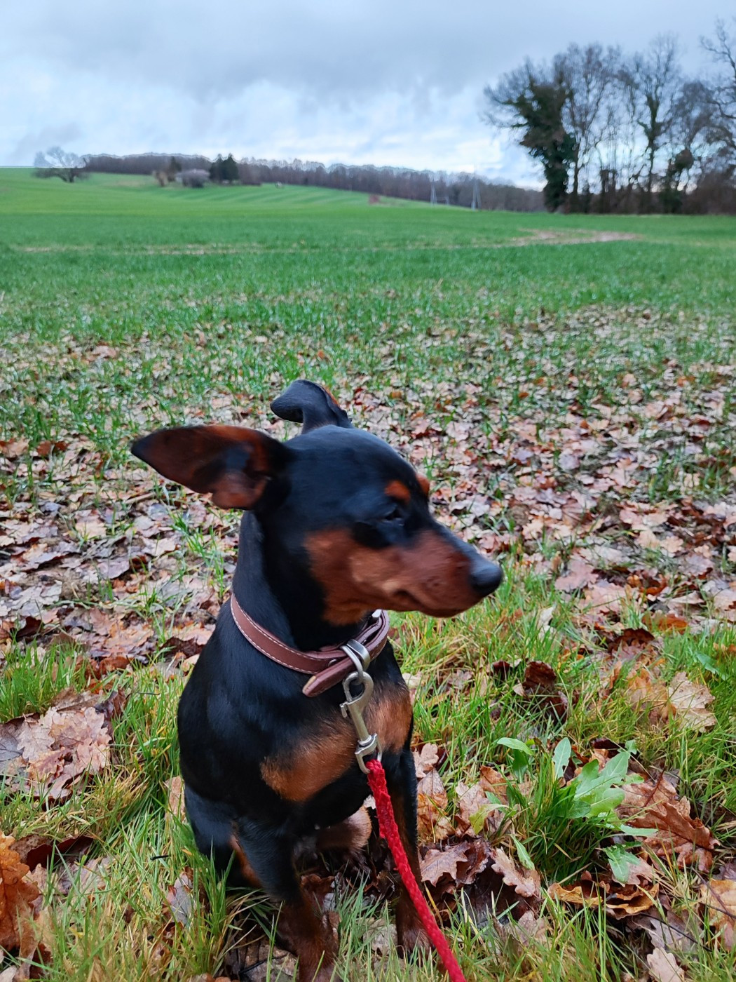 Angel Killer Altesse