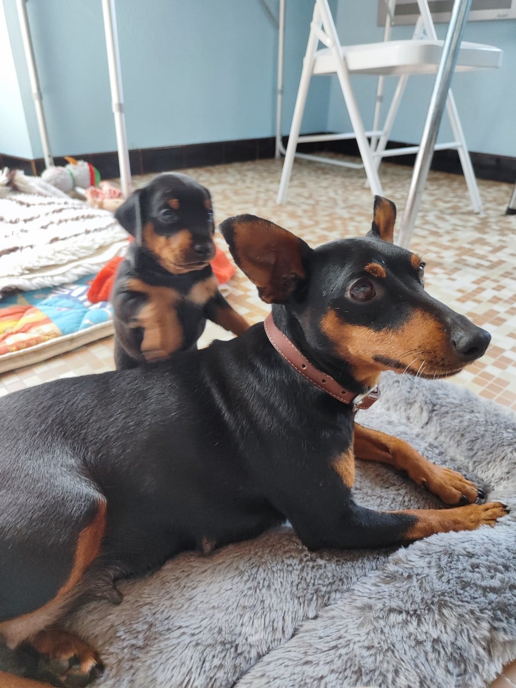 Billy Beau Gosse des Pinschouns du Poucouron