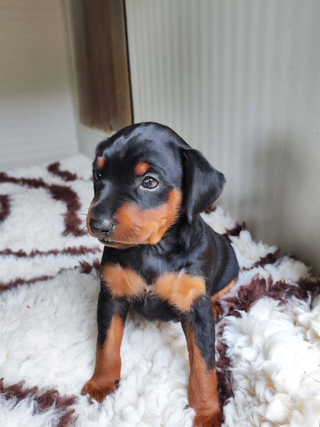Billy Beau Gosse des Pinschouns du Poucouron
