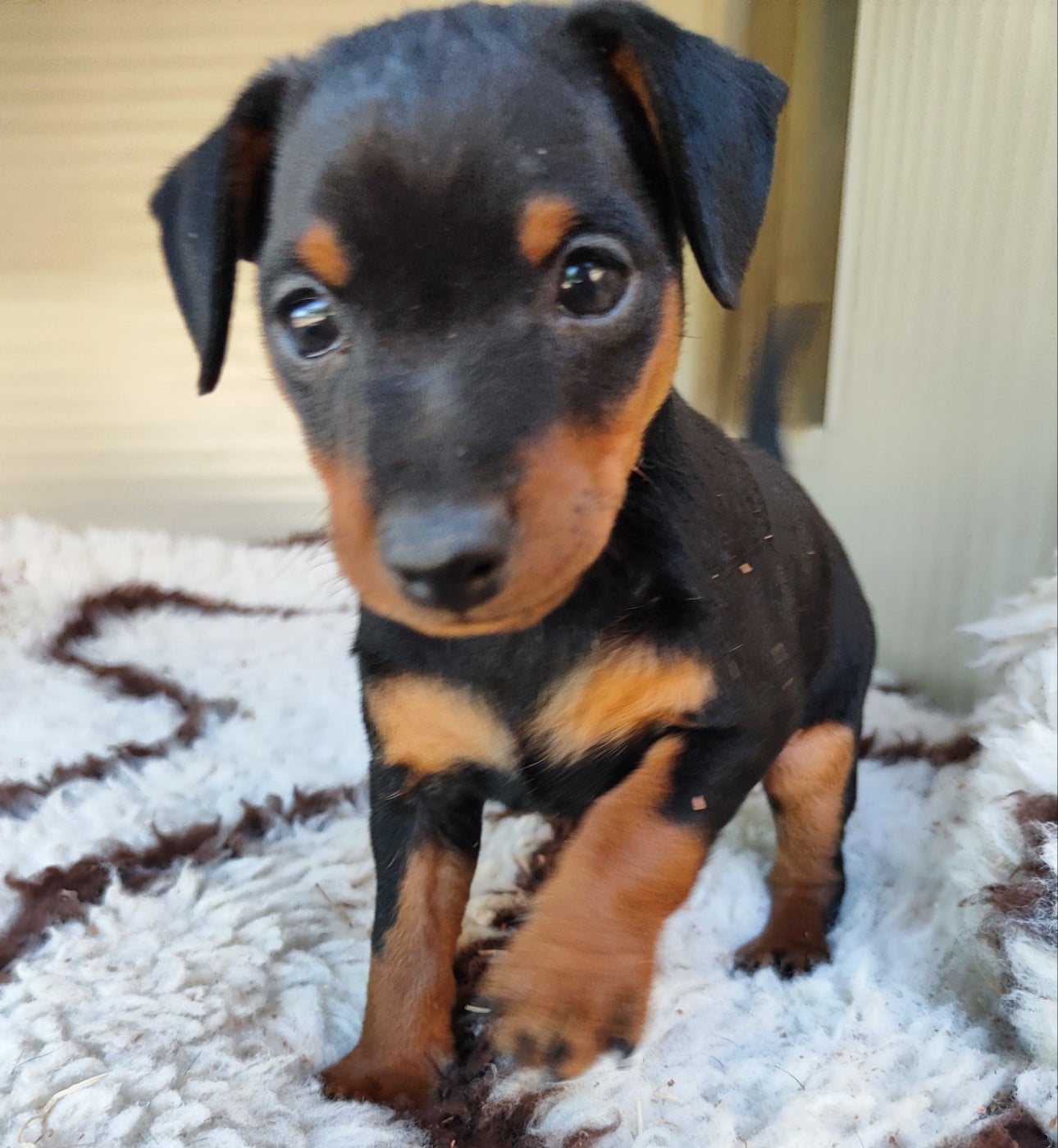 Pinscher nain - Des Pinschouns Du Poucouron
