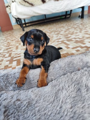 Les chiots de Pinscher nain