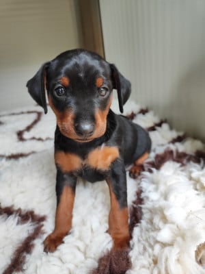 Les chiots de Pinscher nain