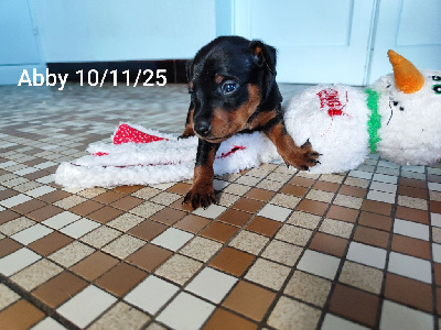 Les chiots de Pinscher nain