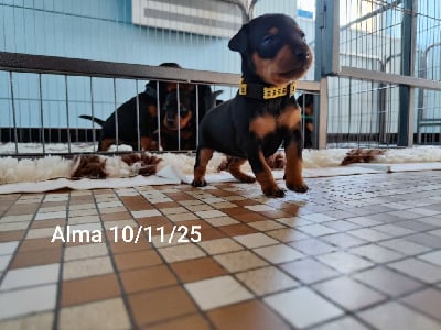 Les chiots de Pinscher nain