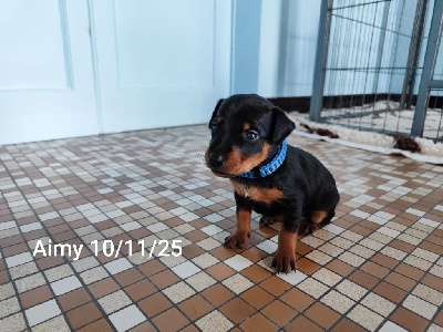 Les chiots de Pinscher nain