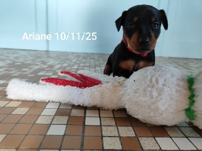 Les chiots de Pinscher nain