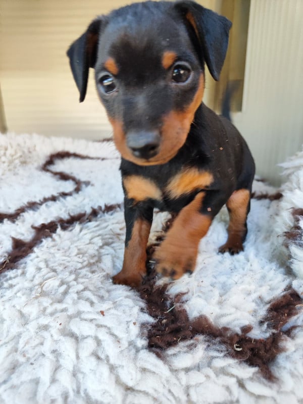 Pinscher nain - Des Pinschouns Du Poucouron