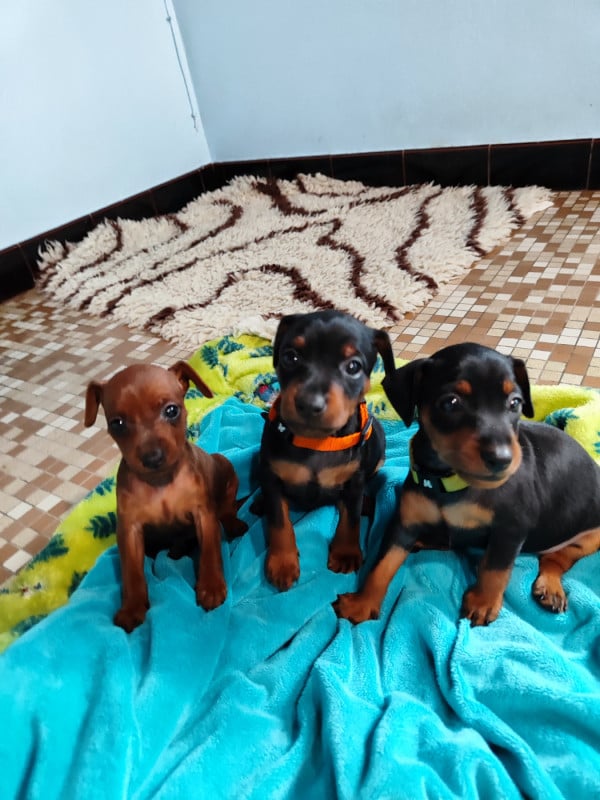 Pinscher nain - Des Pinschouns Du Poucouron