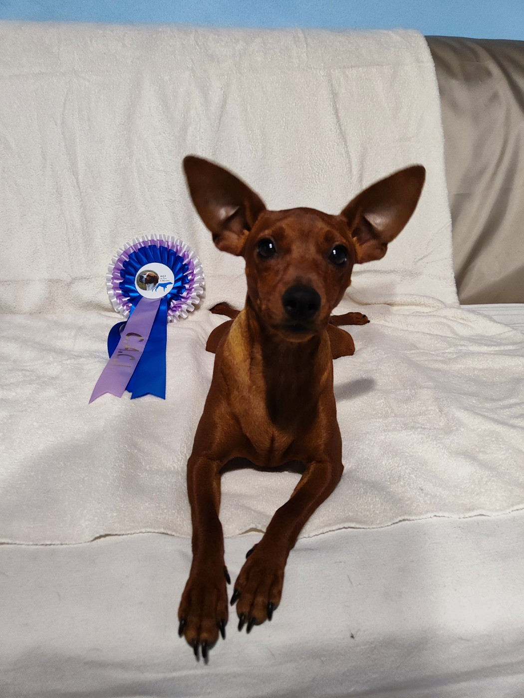 Aya L'alliance De Mallory - 1er Excellent CACS-J