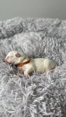 Les chiots de Berger Blanc Suisse