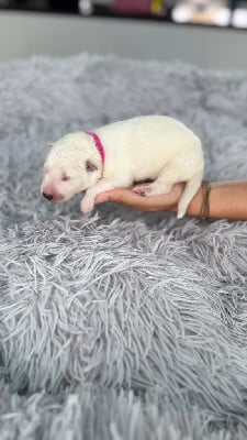 Les chiots de Berger Blanc Suisse