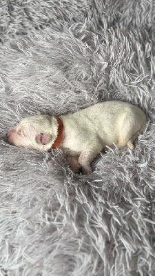 Les chiots de Berger Blanc Suisse