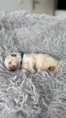 Les chiots de Berger Blanc Suisse