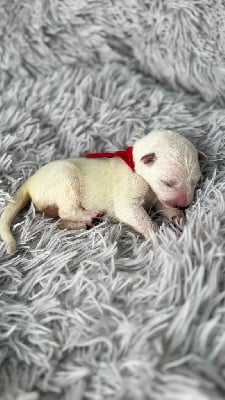 Les chiots de Berger Blanc Suisse