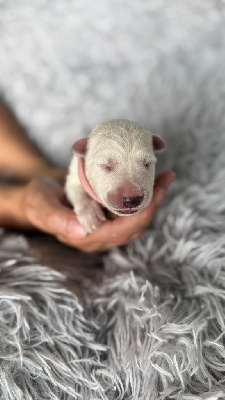 Les chiots de Berger Blanc Suisse