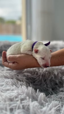 Les chiots de Berger Blanc Suisse