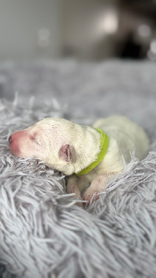 Les chiots de Berger Blanc Suisse
