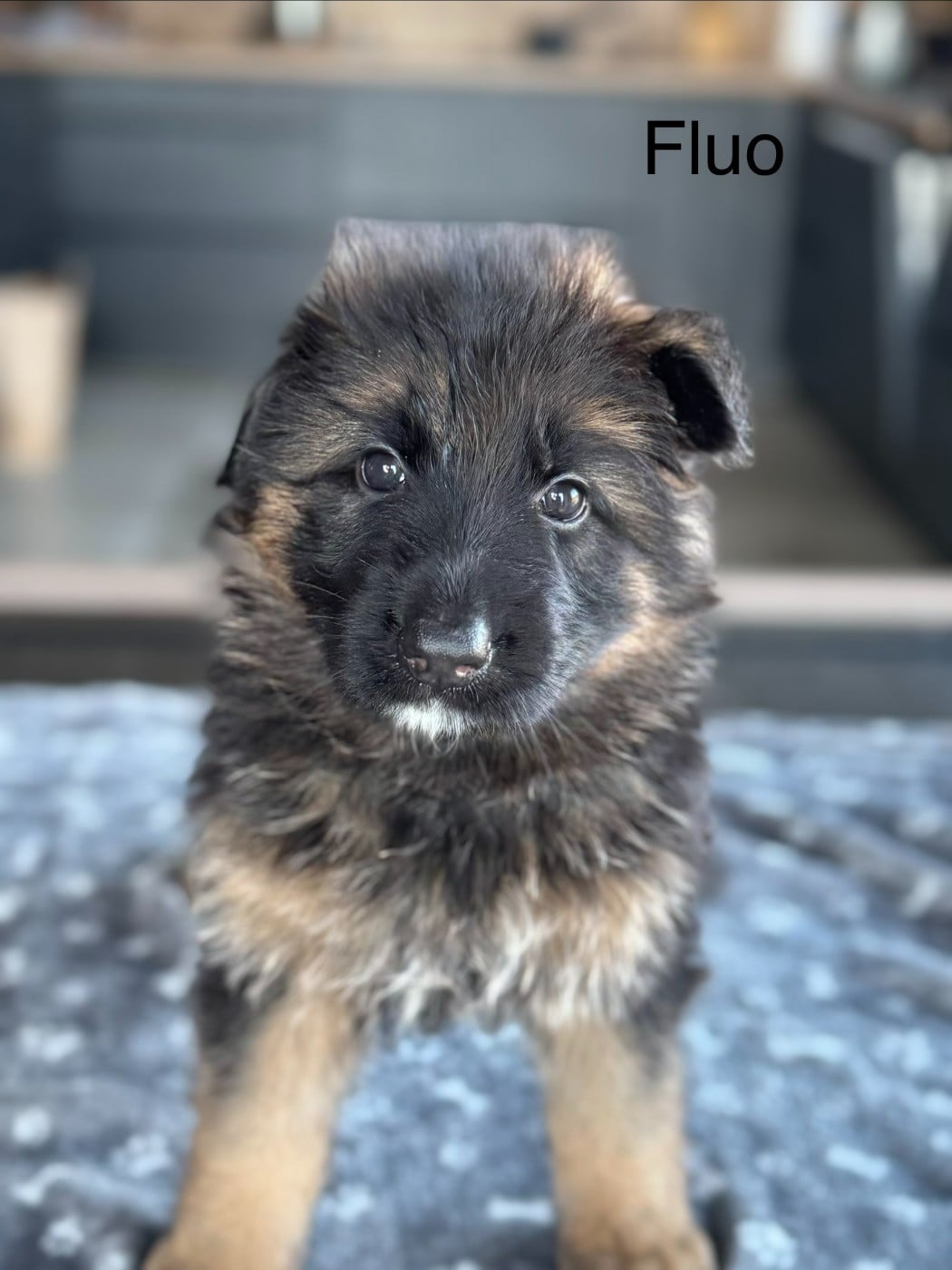 CHIOT 1 - Berger Allemand Poil Long