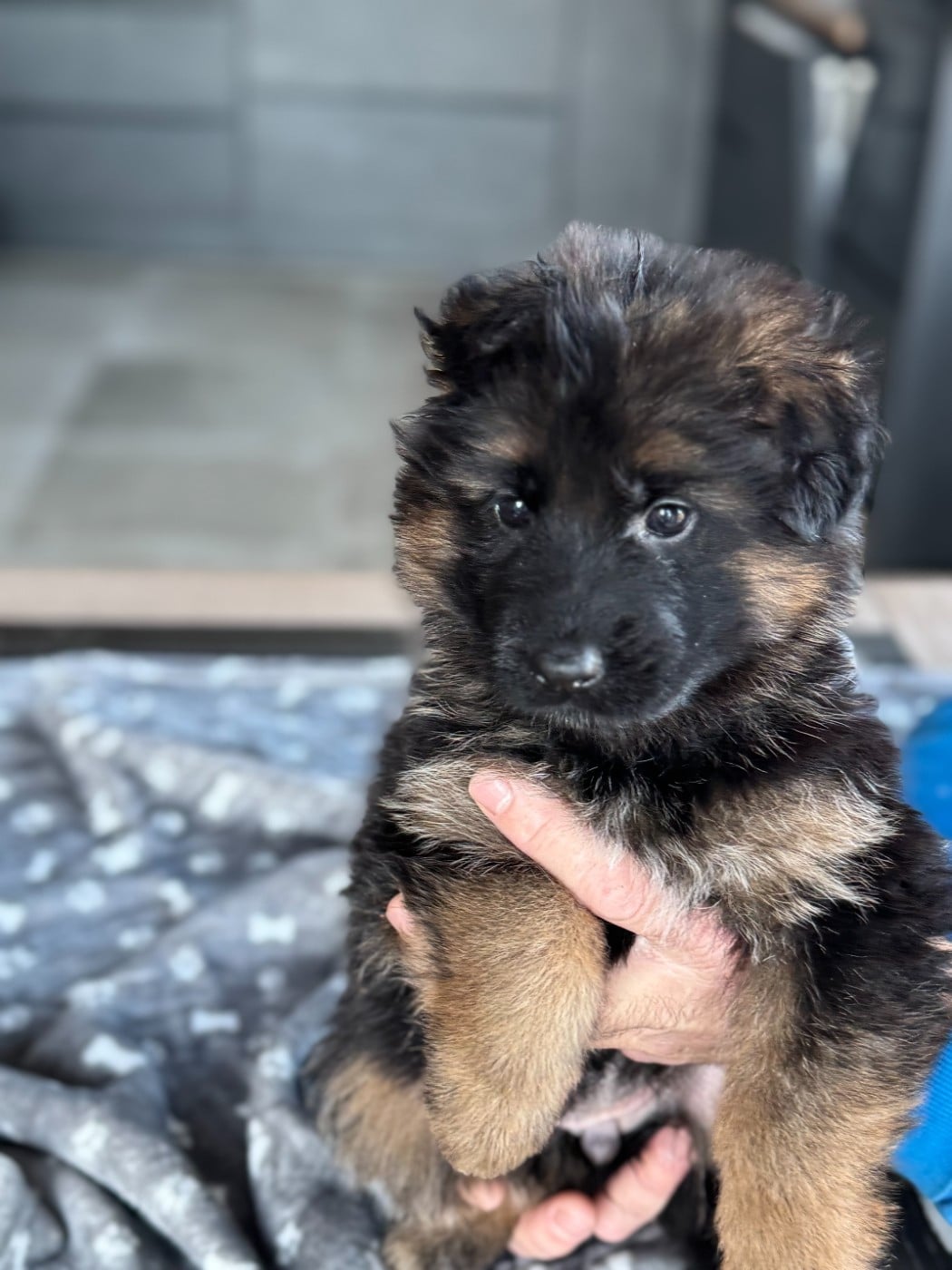 CHIOT 2 - Berger Allemand Poil Long