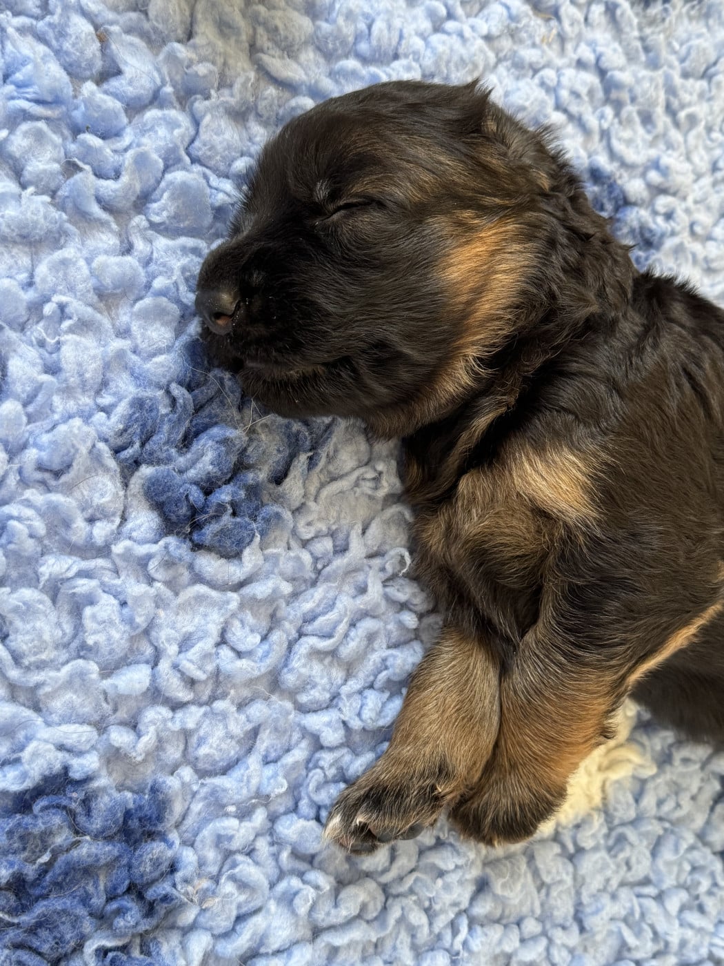 marron - Berger Allemand Poil Long