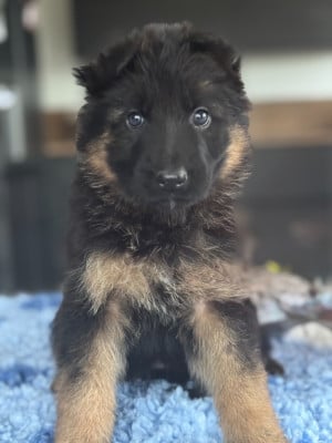 CHIOT 3 - Berger Allemand Poil Long