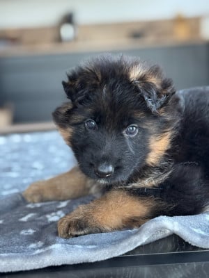 CHIOT 4 - Berger Allemand Poil Long