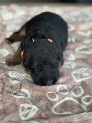 Les chiots de Berger Allemand Poil Long