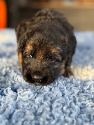 Les chiots de Berger Allemand Poil Long