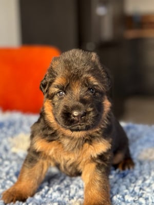Les chiots de Berger Allemand Poil Long