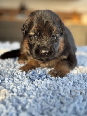 Les chiots de Berger Allemand Poil Long
