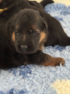 Les chiots de Berger Allemand Poil Long