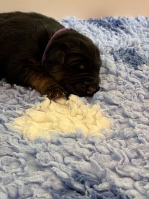 Les chiots de Berger Allemand Poil Long