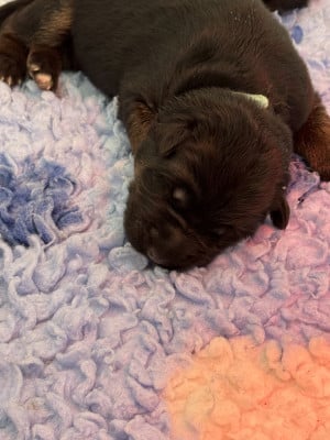 Les chiots de Berger Allemand Poil Long