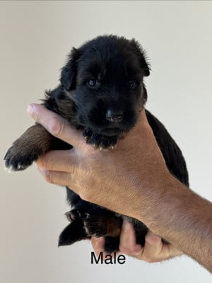 Les chiots de Berger Allemand Poil Long