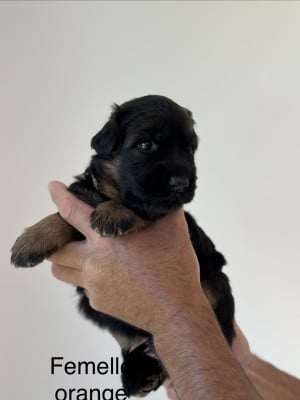 Les chiots de Berger Allemand Poil Long