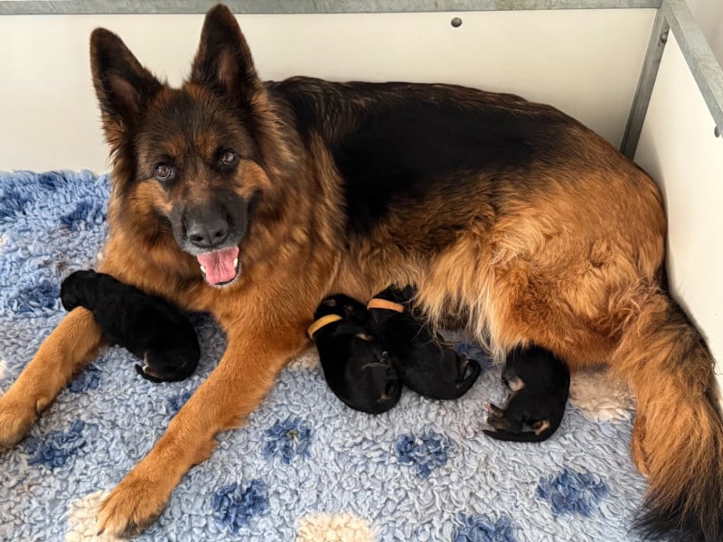 Berger Allemand Poil Long - De La Vallee D'Albion