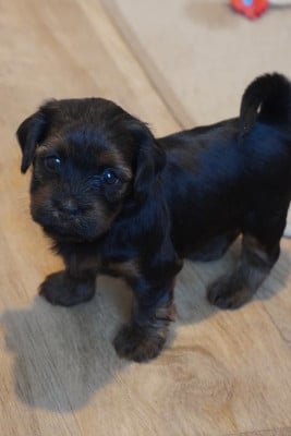 Les chiots de Bichon Havanais