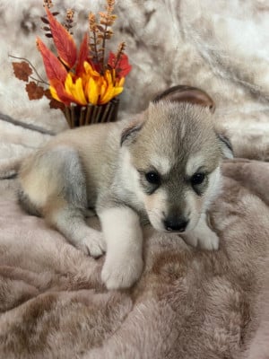 Les chiots de Siberian Husky