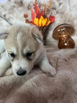 Les chiots de Siberian Husky