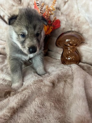 Les chiots de Siberian Husky