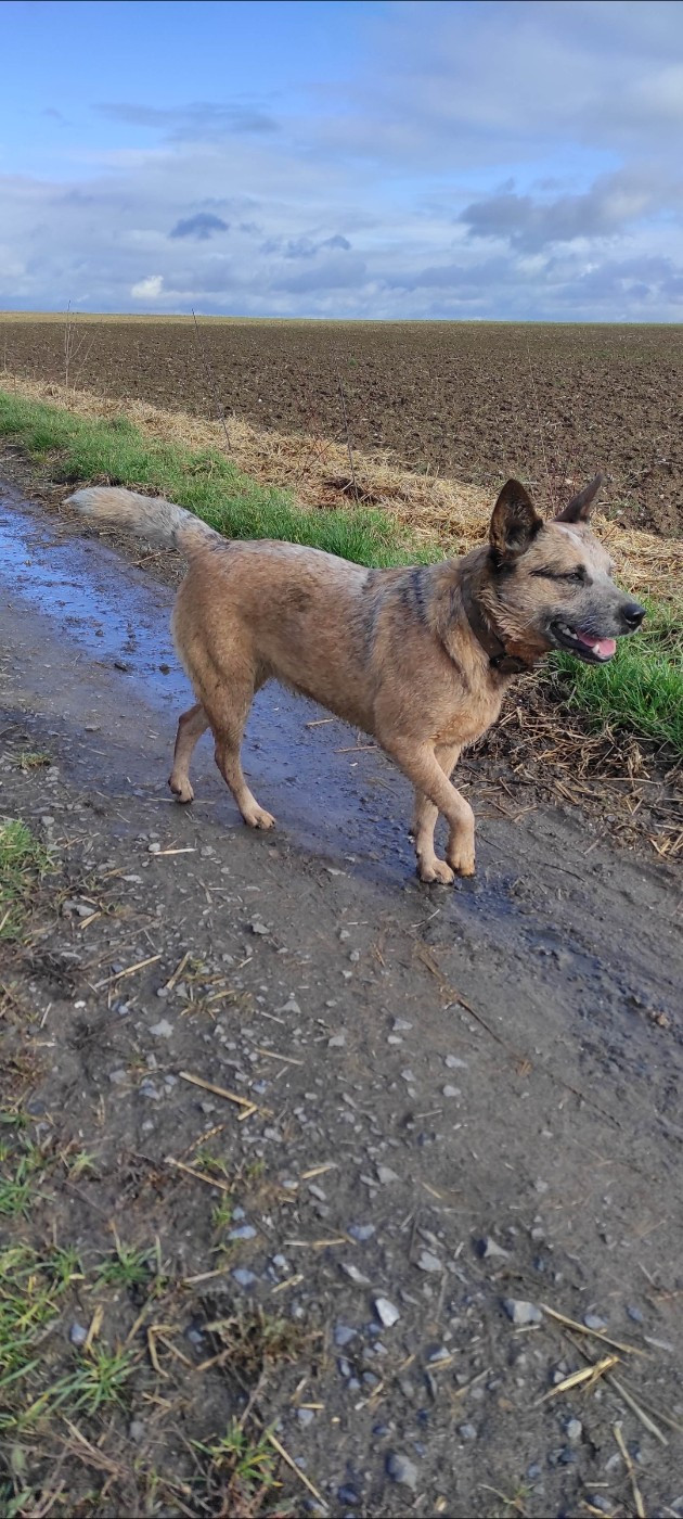 Des Minis Pasquito Véga bingo