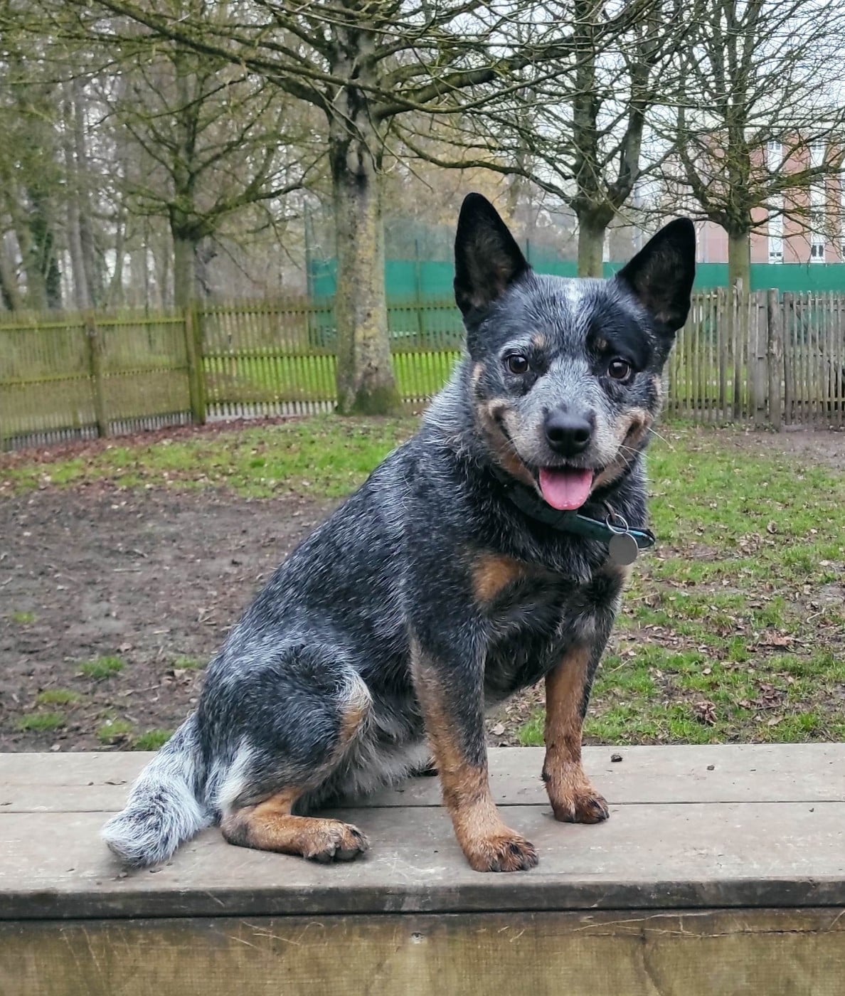 Tite bluey Des Minis Pasquito