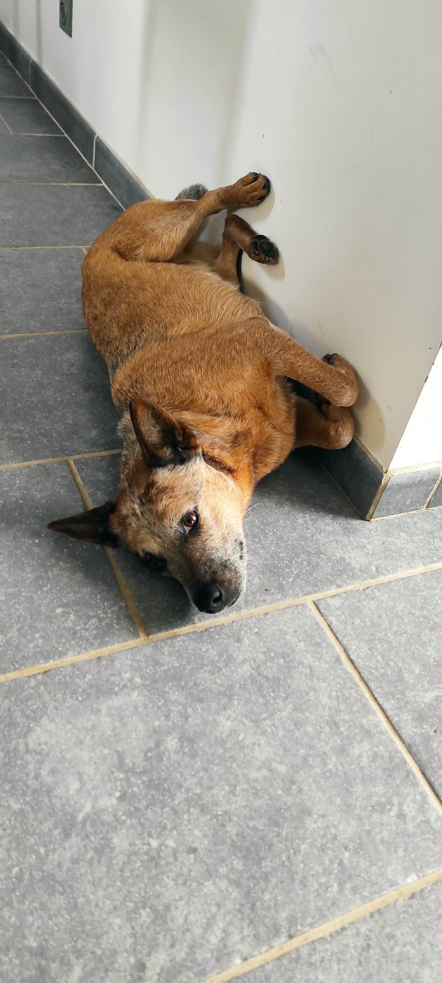 Des Minis Pasquito Véga bingo