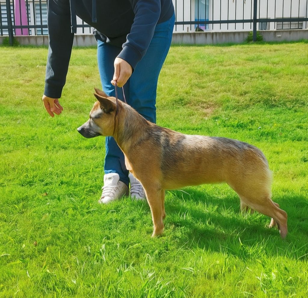 Des Minis Pasquito Véga bingo