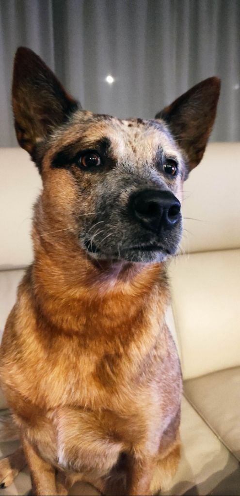 Des Minis Pasquito Véga bingo