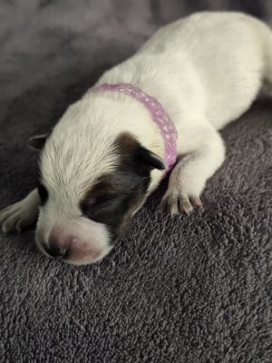 Les chiots de Bouvier australien