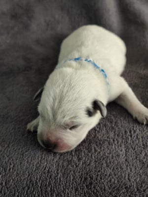 Les chiots de Bouvier australien