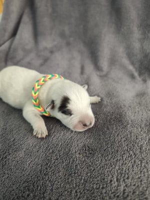 Les chiots de Bouvier australien